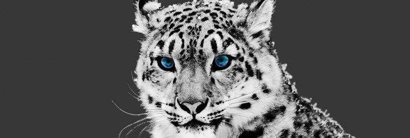 Dieren print Dieren print