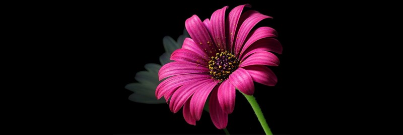 Bloemen print Bloemen print